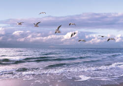 Consalnet Tengerpart és madarak poszter, fotótapéta, Vlies (520 x 318 cm) (C1-13051VEXXXXXL)