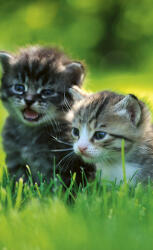 Dimex KITTENS fotótapéta, poszter, vlies alapanyag, 150x250 cm (MS-2-0222)