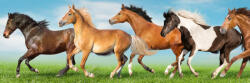 Dimex HORSES öntapadós konyhai poszter, 180x60 cm (KI-180-111)