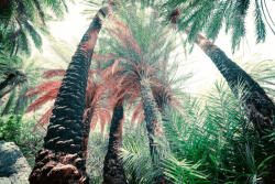 Dimex Vlies Fotótapéta - Exotic deep forest - 375x250 cm (MS-5-1588)