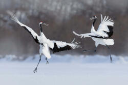 Dimex DANCING PAIR OF RED-CROWNED CRANE fotótapéta, poszter, vlies alapanyag, 375x250 cm (MS-5-0402)