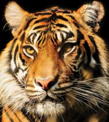 Consalnet Tigris poszter, fotótapéta (184 x 254 cm) (C1-20310V4A)