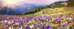 Dimex CROCUSES AT SPRING fotótapéta, poszter, vlies alapanyag, 375x150 cm (MP-2-0064)