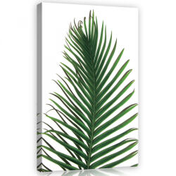 Consalnet Pálma levél, vászonkép, 40x60 cm méretben (C5-11973O4)