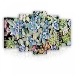 Consalnet Vászonkép 5 darabos, Kövirózsa 100x60 cm méretben (C5-11757S17)