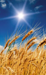 Dimex WHEAT FIELD fotótapéta, poszter, vlies alapanyag, 150x250 cm (MS-2-0136)