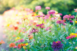 Dimex Vlies Fotótapéta - Garden - 375x250 cm (MS-5-1317)