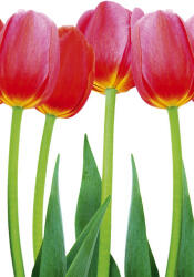 Dimex BED OF TULIPS fotótapéta, poszter, vlies alapanyag, 150x250 cm (MS-2-0126)