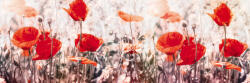 Dimex POPPY FLOWERS öntapadós konyhai poszter, 180x60 cm (KI-180-171)
