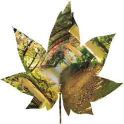 Consalnet Levél formájú vlies poszter, fotótapéta 907VEZ6 /208x208 cm/ (907-VEZ6)