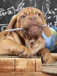 Consalnet Kutya poszter, fotótapéta, Vlies (184x254 cm, álló) (C1-10430V4A)