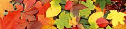 Dimex LEAVES öntapadós konyhai poszter, 260x60 cm (KI-260-027)