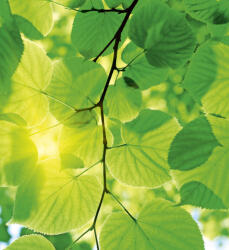 Dimex GREEN LEAVES fotótapéta, poszter, vlies alapanyag, 225x250 cm (MS-3-0107)