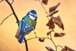 Dimex Vlies Fotótapéta - Blue tit perched on a small branch - 375x250 cm (MS-5-0397)