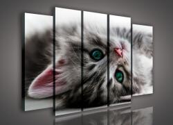 Consalnet Vászonkép, 5 darabos Kiscica 150x100 cm méretben (C5-957S12)