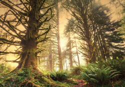 Sverus Fotótapéta Sunrise in the Rainforest, 312 x 219 cm (SV-12658064-312X219CM)