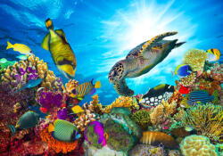 Sverus Fotótapéta Coral Reef With Fishes And Sea Turtle , 400 x 260 cm (SV-44151192WM-400X260CM)