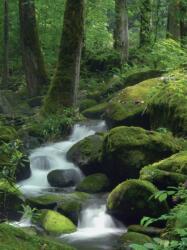 Consalnet Erdei patak poszter, fotótapéta, Vlies (206x275 cm, álló) (C1-163VEA)