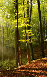 Dimex FOREST fotótapéta, poszter, vlies alapanyag, 150x250 cm (MS-2-0098)