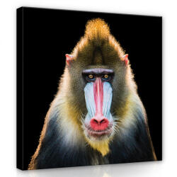 Consalnet Pávián portré, vászonkép 40x40 cm méretben (C5-12723O5)