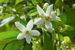 Dimex Vlies Fotótapéta - White blossom - 375x250 cm (MS-5-1368)