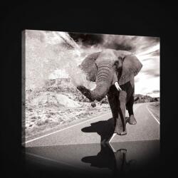 Consalnet Elefánt, vászonkép, 60x40 cm méretben (C5-2686O4)