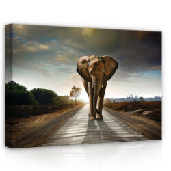 Consalnet Elefánt, vászonkép, 70x50 cm méretben (C5-12616O7)