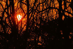 Dimex Vlies Fotótapéta - Silhouette of branches - 375x250 cm (MS-5-1589)