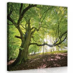 Consalnet Napos erdő, vászonkép 40x40 cm méretben (C5-11799O5)