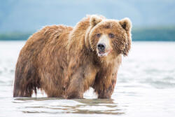Dimex Vlies Fotótapéta - Bear looks for fish - 375x250 cm (MS-5-0440)