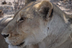 Dimex Vlies Fotótapéta - Portrait of a lioness - 375x250 cm (MS-5-0582)
