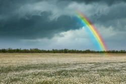 Dimex Vlies Fotótapéta - Rainbow over chamomile field - 375x250 cm (MS-5-1717)