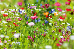 Dimex Vlies Fotótapéta - Small blossoms - 375x250 cm (MS-5-1380)