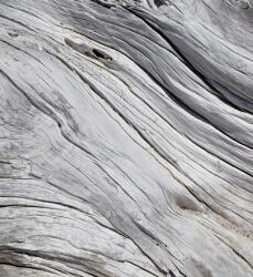 Dimex TREE TEXTURE fotótapéta, poszter, vlies alapanyag, 225x250 cm (MS-3-0160)