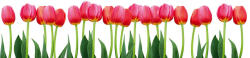 Dimex BED OF TULIPS öntapadós konyhai poszter, 260x60 cm (KI-260-058)