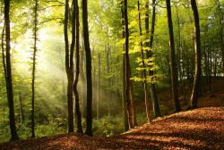 Dimex FOREST fotótapéta, poszter, vlies alapanyag, 375x250 cm (MS-5-0098)