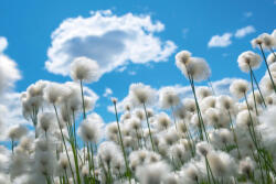 Dimex Vlies Fotótapéta - Flowering cotton - 375x250 cm (MS-5-1364)