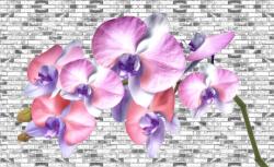 Consalnet Orchidea poszter, fotótapéta (152, 5 x 104 cm) (C1-1604VEL)