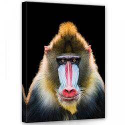 Consalnet Pávián, vászonkép, 50x70 cm méretben (C5-12723O7)