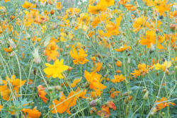 Dimex Vlies Fotótapéta - Yellow flower - 375x250 cm (MS-5-1290)