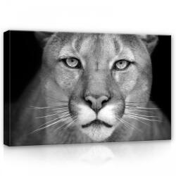 Consalnet Oroszlán portré, vászonkép, 60x40 cm méretben (C5-12718O4)