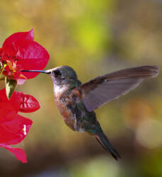 Dimex HUMMINGBIRD fotótapéta, poszter, vlies alapanyag, 225x250 cm (MS-3-0230)