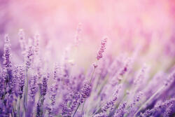 Dimex LAVENDER fotótapéta, poszter, vlies alapanyag, 375x250 cm (MS-5-1311)