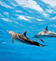 Dimex DOLPHINS fotótapéta, poszter, vlies alapanyag, 225x250 cm (MS-3-0218)