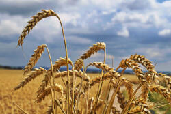 Dimex Vlies Fotótapéta - Gold wheat field - 375x250 cm (MS-5-1718)