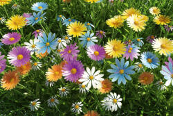 Dimex Vlies Fotótapéta - Spring - 375x250 cm (MS-5-1332)