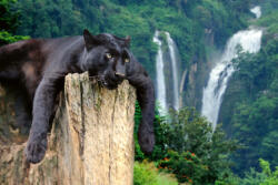 Dimex Vlies Fotótapéta - Black leopard on the tree - 375x250 cm (MS-5-0592)