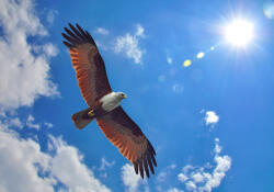 Sverus Fotótapéta Brahminy Kite, 368 x 254 cm (SV-37161441WM-368X254CM)