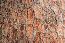 Dimex Vlies Fotótapéta - Wood material - 375x250 cm (MS-5-2340)