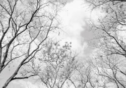 Consalnet Szürke erdő poszter, fotótapéta (254 x 184 cm) (C1-14184V4)